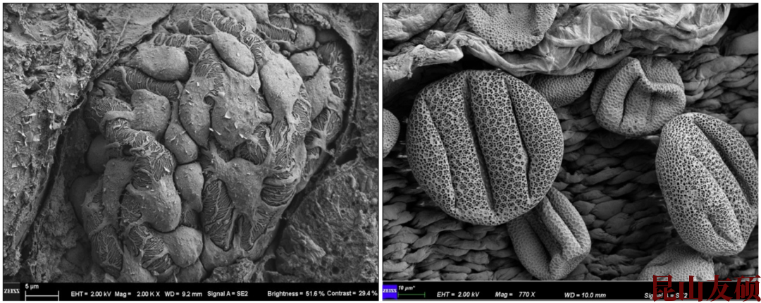 吕梁扫描电子显微镜