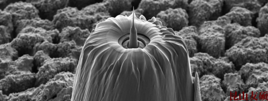 吕梁蔡司吕梁X射线显微镜